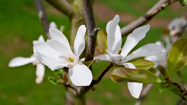 Цветущие Белые Цветы Магнолии Дереве Весной Крупным Планом Расцветает Магнолия — стоковое видео