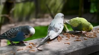 Budgerigar little parrots eating. Domesticated colorful small parrots eating warms
