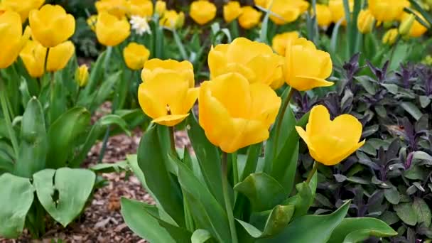 Yellow Blooming Tulips Summer Garden Bright Sunny Day — Vídeos de Stock