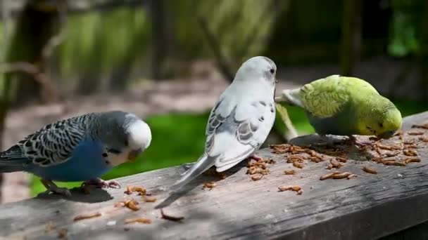 Budgerigar Little Parrots Eating Domesticated Colorful Small Parrots Eating Warms — Vídeo de Stock