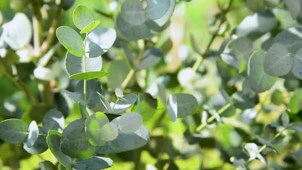 Real Time Video Fresh Eucalyptus Plants Moved Wind Beautiful Eucalyptus — Stock video