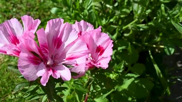 Azalea Pink Flowers Garden Summer Blooming Garden Flowers — Vídeo de Stock