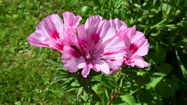 Hydrangea Ροζ Λουλούδι Macrophylla Άνθιση Κήπο Της Υπαίθρου Ανθισμένο Θάμνο — Αρχείο Βίντεο