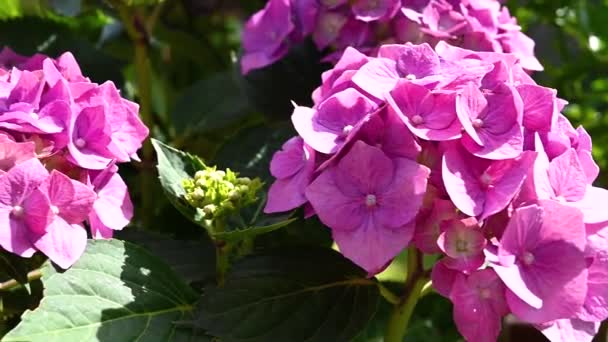 Hydrangea Ροζ Λουλούδι Macrophylla Άνθιση Κήπο Της Υπαίθρου Ανθισμένο Θάμνο — Αρχείο Βίντεο