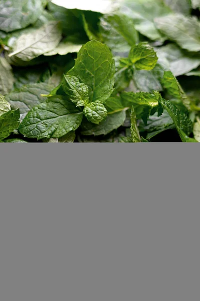 Mint Leaves Texture Fresh Mint Close — Stok Foto