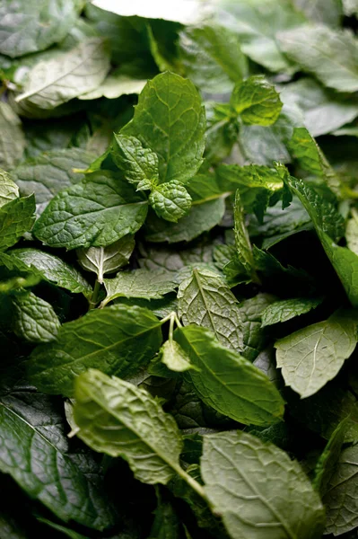 Mint leaves texture, fresh mint close up.