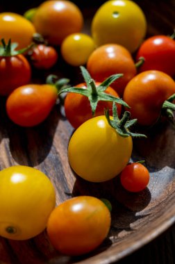 Kırmızı ve sarı küçük vişneli domatesler. Yaşam tarzı domatesler, yaz bahçesi sebzeleri..