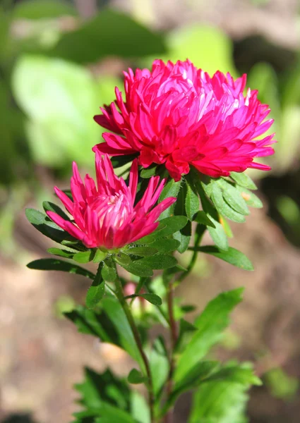 Aster flor close-up — Fotografia de Stock