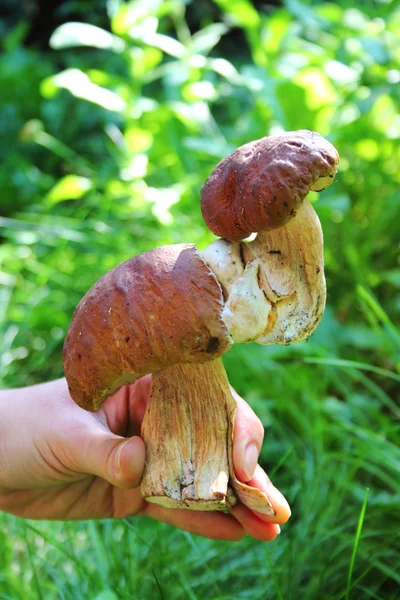 Hand holding a strange cep. One cep grows on another one. — Stock Photo, Image
