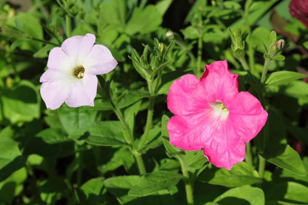 Petunia bloemen — Stockfoto