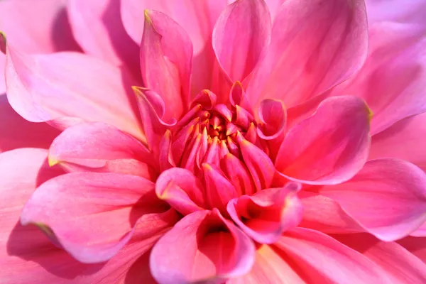Dahlia blomma närbild — Stockfoto