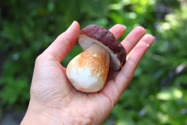 Hand holding a cep — Stock Photo, Image