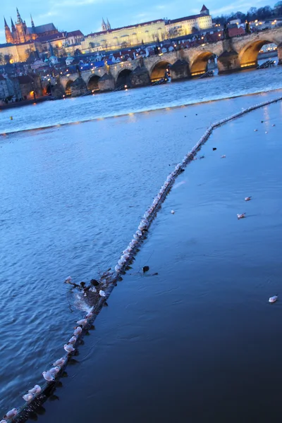 Gulls on the Vltava river against St. Vitus cathedral and Charle — Stock Photo, Image