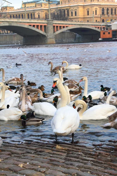 Fåglar på banvallen i Prag, Tjeckien — Stockfoto