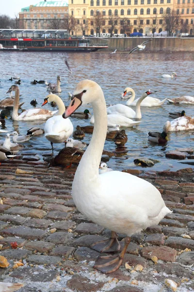在布拉格，捷克共和国在堤岸上的鸟 — 图库照片