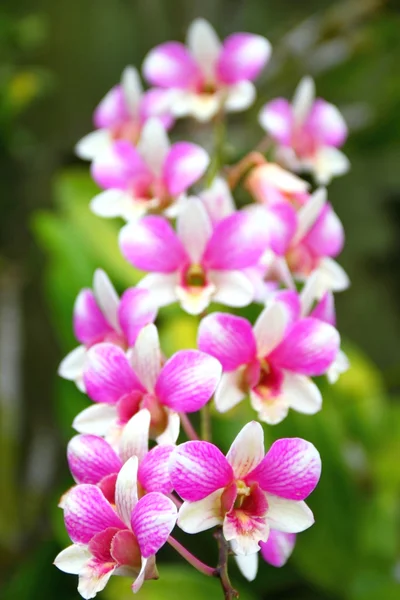 Pink orchid flowers closeup — Stock Photo, Image