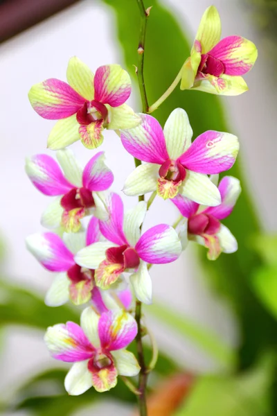 Flores rosa da orquídea close-up — Fotografia de Stock