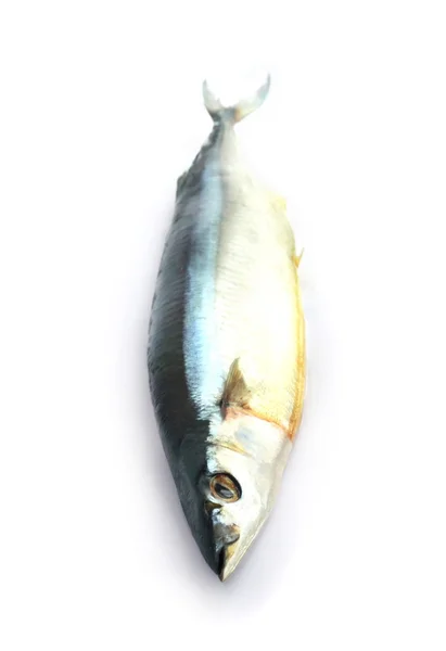 塩さんま (コロラビス カラフトシ シャモ) 白 backgro に分離 — ストック写真
