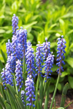 Üzüm sümbül (Muscari armeniacum) bahar