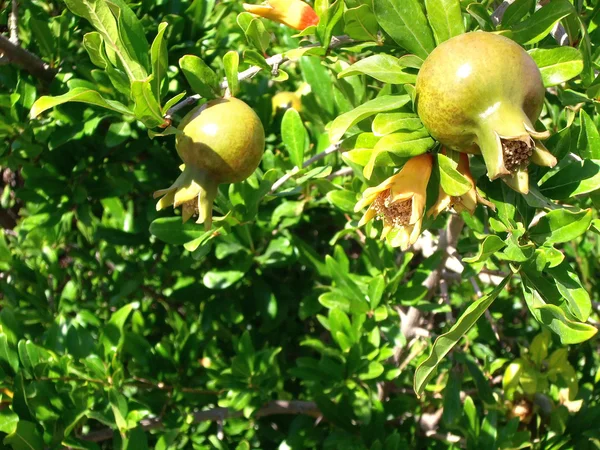 Granatapfelfrüchte wachsen an einem sonnigen Tag an einem Zweig — Stockfoto