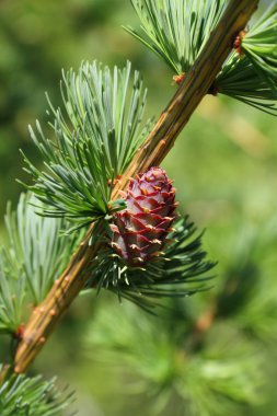 Branch with cone. Larix leptolepis clipart