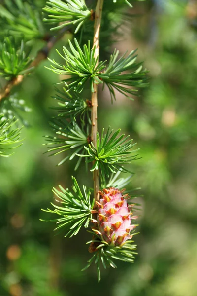 Branch of larch tree with cone — Stock Photo, Image