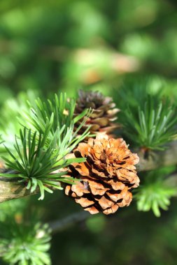 Branch of larch tree with cones clipart