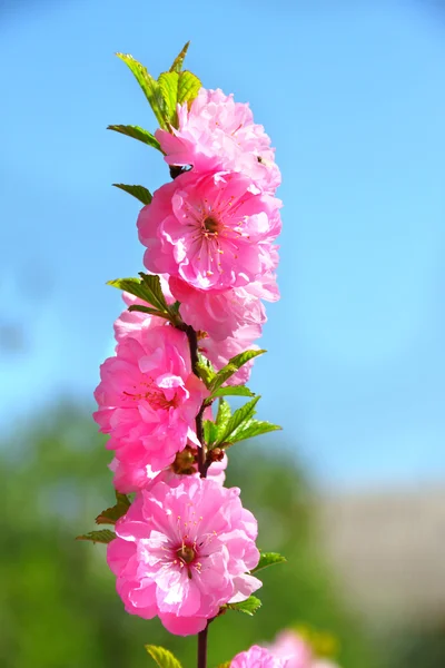 Blommande gren av prunus triloba — Stockfoto