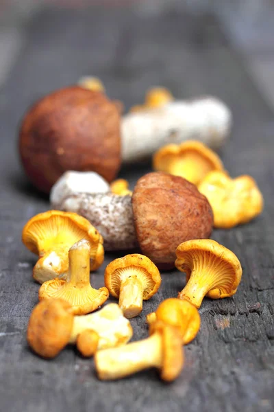 Дикие грибы — стоковое фото