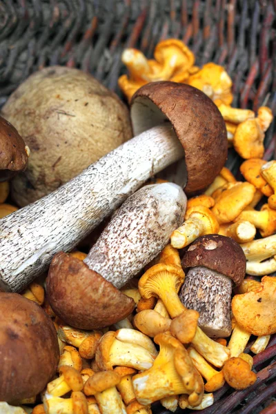 Wild mushrooms — Stock Photo, Image