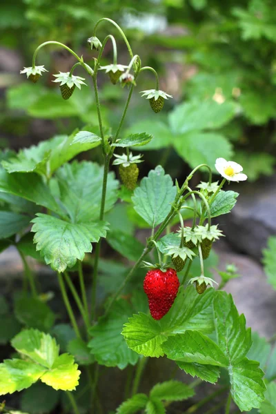 Walderdbeere — Stockfoto