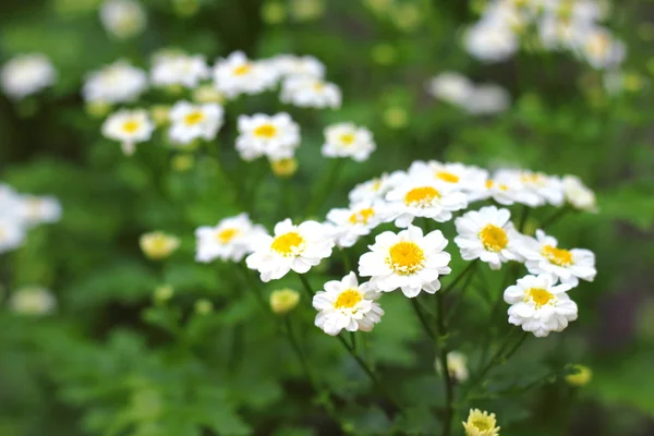 开花除虫菊 — 图库照片