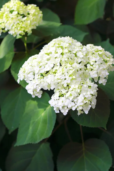 Blühende Hortensien — Stockfoto