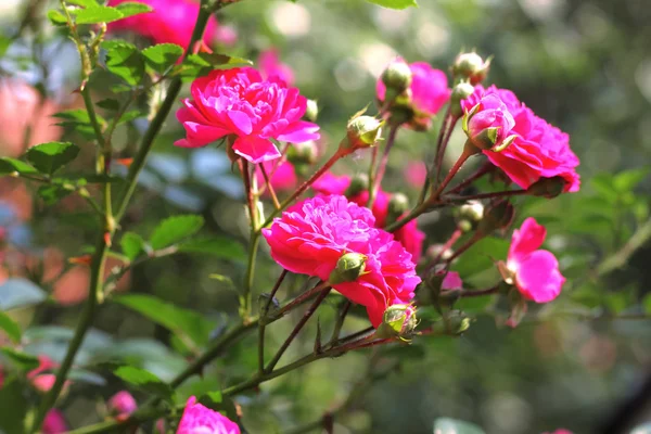 Flowers of climbing roses — Stock Photo, Image