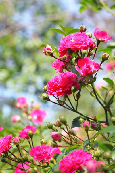 Blommor av klätterrosor — Stockfoto