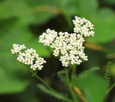 Yarrow flowers closeup clipart