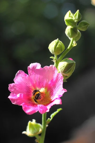 Trzmiel na kwiat różowy Mallow — Zdjęcie stockowe