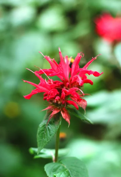 Röd monarda blomma — Stockfoto