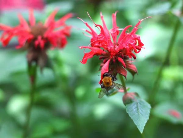 Humlan samlar nektar på en monarda blomma — Stockfoto