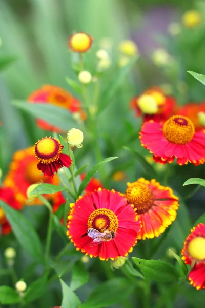 Hélénium en fleurs — Photo