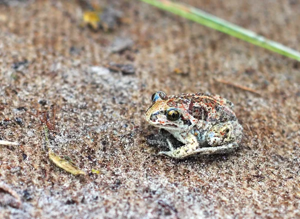 Petite grenouille terrestre — Photo