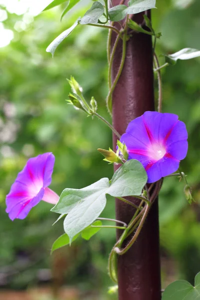 Flores de la gloria de la mañana se encorvan hacia arriba a lo largo de la tubería —  Fotos de Stock