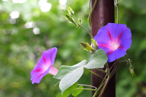 Flores de la gloria de la mañana se encorvan hacia arriba a lo largo de la tubería —  Fotos de Stock