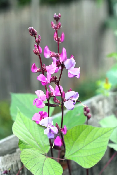 Dolichos blommor Stockbild