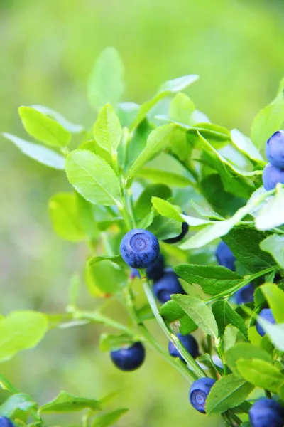 Blueberries growing on a branch — Stock Photo, Image