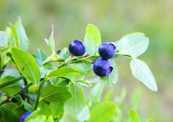 Blueberries growing on a branch — Stock Photo, Image