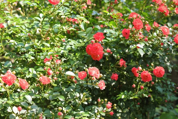 Blommor av klätterrosor — Stockfoto