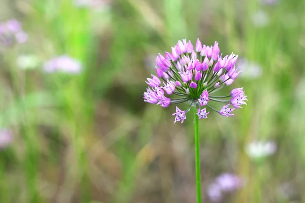 Alllium violet — Photo