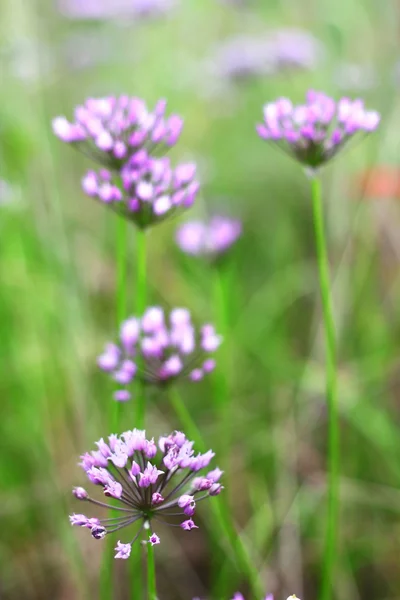 Allium roxo — Fotografia de Stock