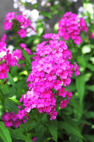 Jardim Phlox closeup — Fotografia de Stock